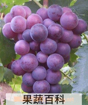 果蔬百科 葡萄保鲜方法