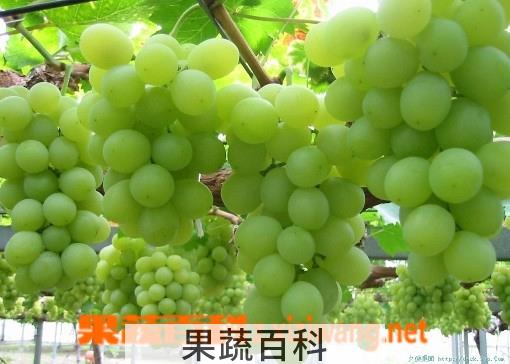 果蔬百科葡萄,葡萄酒