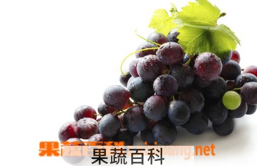 果蔬百科葡萄,葡萄酒
