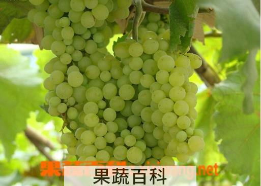 果蔬百科葡萄