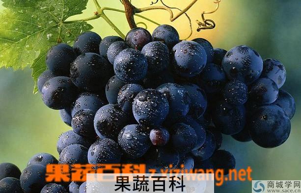果蔬百科覆盆子種類