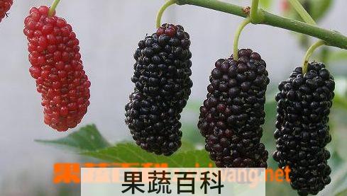 果蔬百科桑椹