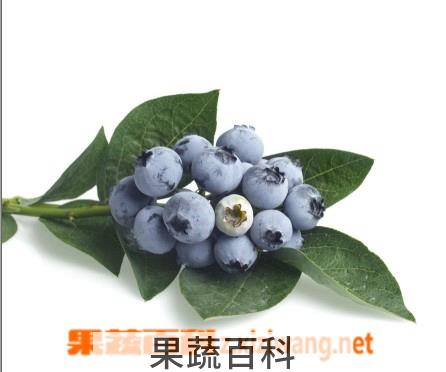 果蔬百科蓝莓