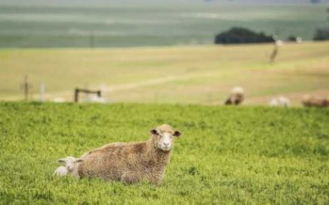 丰农厚皮甜椒品种好不好卖 薄皮甜椒哪个品种最好