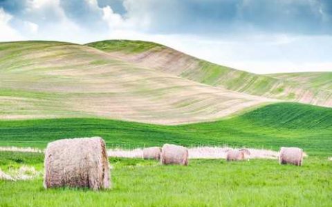 丝瓜络的功效与作用与主治 丝瓜络的功效与作用及禁忌