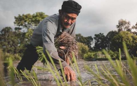 为什么在不同品种混植的荔枝园中常见早开花的品种结果不理想