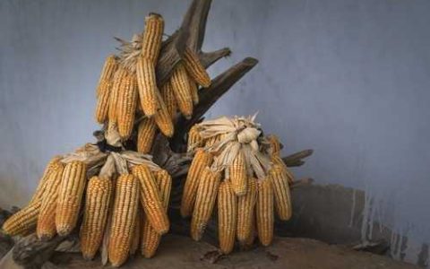 919玉米种子 美玉108玉米品种哪个好