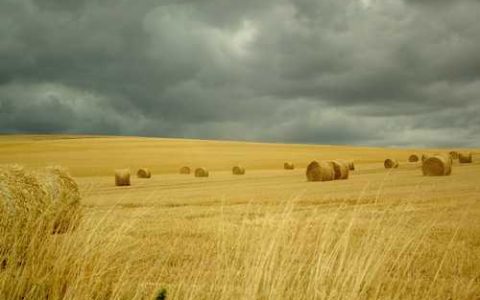 为什么吃橘子会上火吃橙子不会 为什么吃橘子会上火但是喝橘子皮水会降火