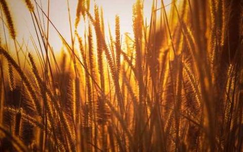 丰农一号黄瓜 状元一号黄瓜品种