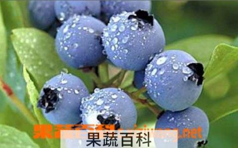 蓝莓功效作用与用途是什么 蓝莓功效作用与用途禁忌