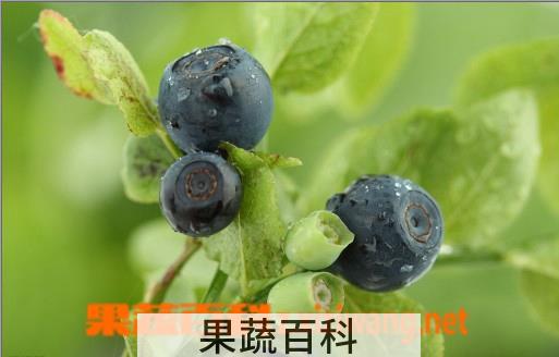 果蔬百科蓝莓