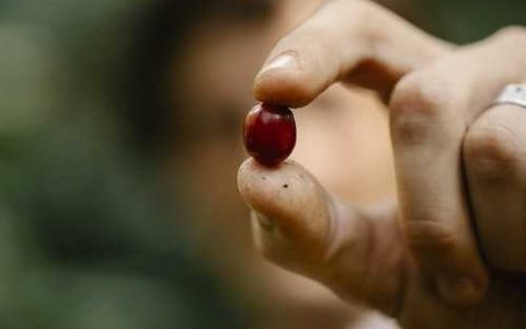 丹参育苗怎么做试验 丹参育苗怎么做检测