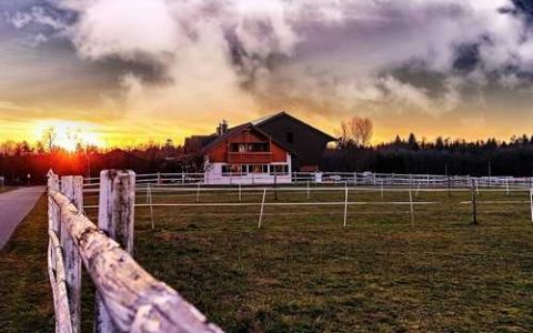 九里香什么时候开花花期多长 九里香要几年才能开花