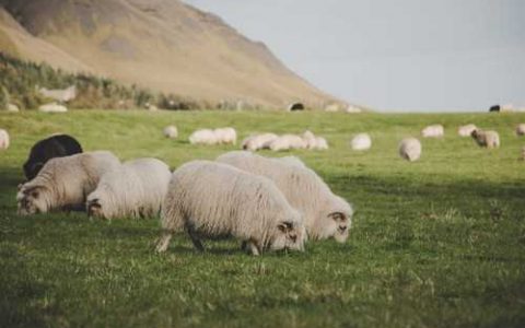 9稻70水稻品种 114058水稻品种怎么样