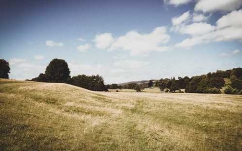 CF22普通玉米品种好不好