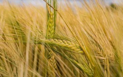 九里香叶子发黄怎么回事 九里香叶子全变黄了