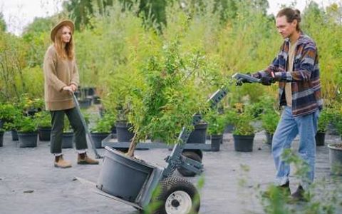 五味姜加工技术 五味姜加工技术有哪些