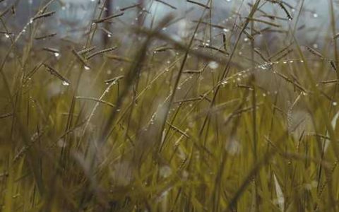 京欣五号西瓜 京欣西瓜新品种