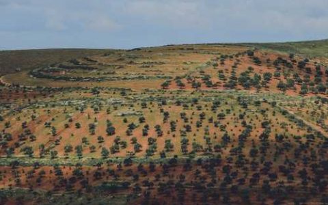 什么土壤适合种魔芋，魔芋不宜用什么肥料