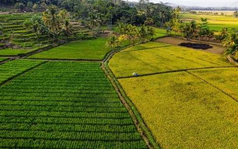 d717玉米品种 f085玉米品种