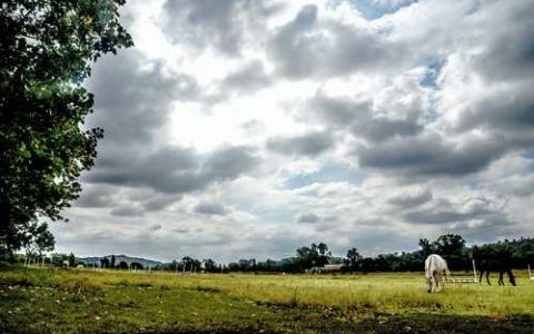 京早晶葡萄使用调节剂方法