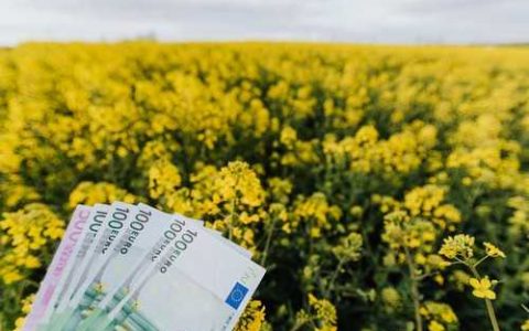 c两优系列水稻 c两优113稻种特性