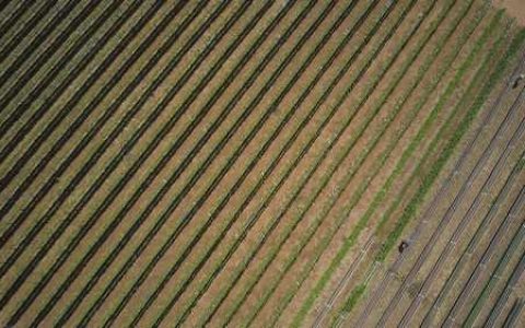 乙蒜素的使用注意事项 乙蒜素几天喷一次