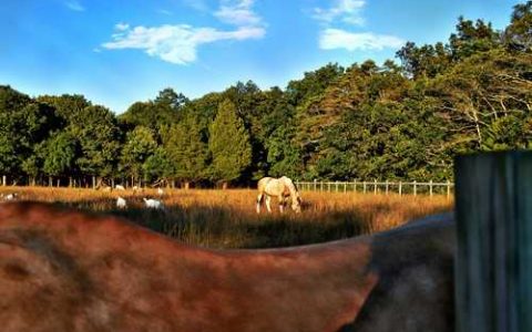 九里香树施什么肥料比较好看 九里香施什么肥料最好