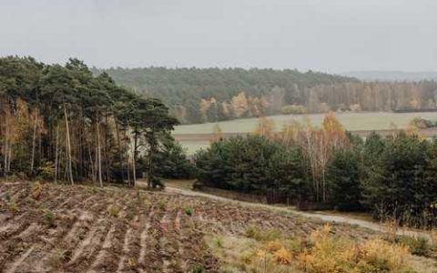 什么是青荷藕和老熟藕