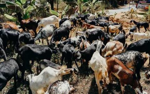 什么是实生选种葡萄实生选种是否等同于自交选种