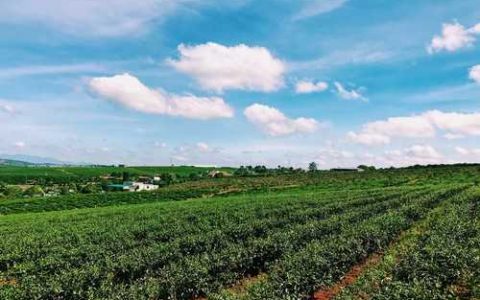 什么是枣根癌病枣树根癌病用什么药治