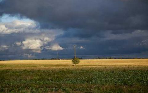 什么辣椒品种产量高又抗病 苏椒1614品种特点
