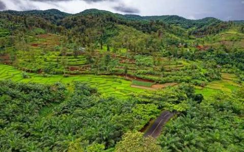 今年玉米种啥品种最好 今年玉米种啥品种好吃