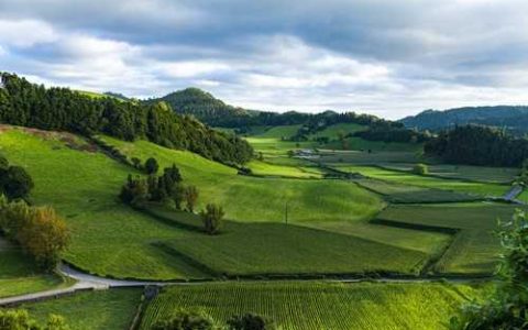 什么是红富士苹果垂柳式整形技术“垂柳式”整形修剪有什么优点