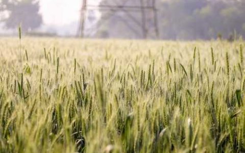 什么是枣树枣头摘心枣树枣头摘心有哪些作用