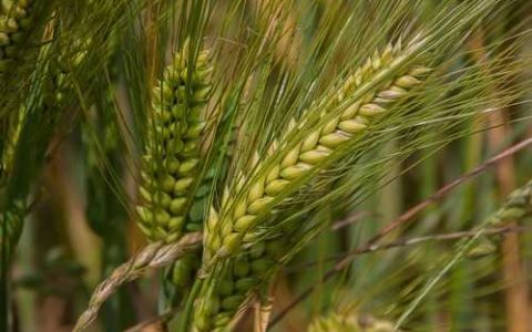 什么是梨树的生命周期和年生长周期