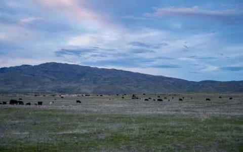 五月的月花是什么颜色的 5月月花是什么