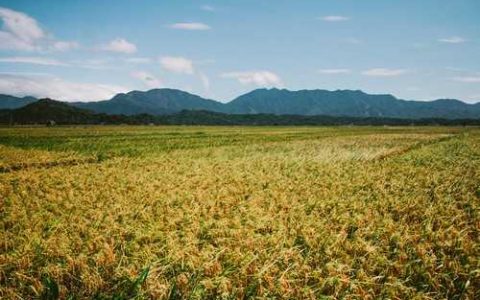 什么时候冬灌小麦 冬小麦春灌时间