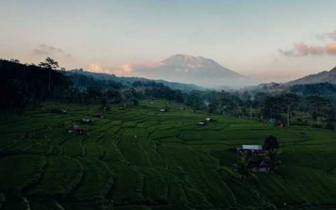 什么是草莓匍匐茎  草莓匍匐茎什么时候长