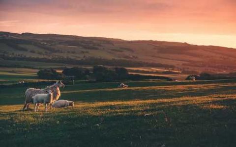 佛珠可以扦插吗 佛珠吊兰可以叶插吗