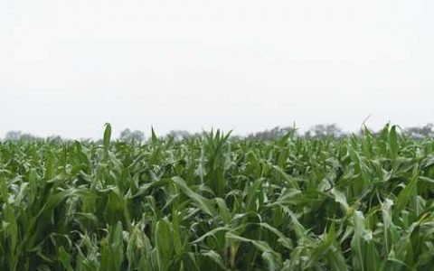 什么人不能吃三七