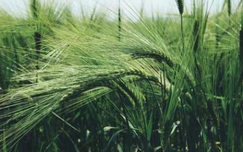 什么是葡萄越冬锻炼