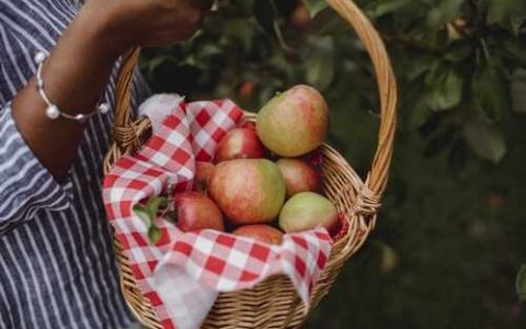 佛手瓜整个种吗 佛手瓜还是佛手瓜