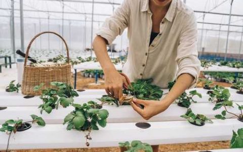 什么是西瓜无公害栽培