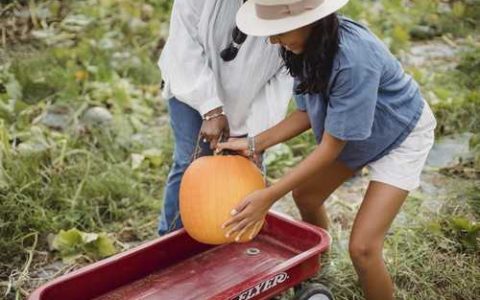 GK164常规棉棉花品种好不好