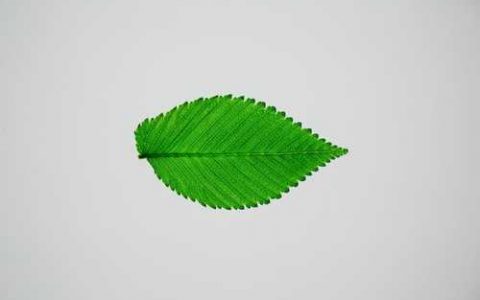 传祺2号西瓜品种好不好