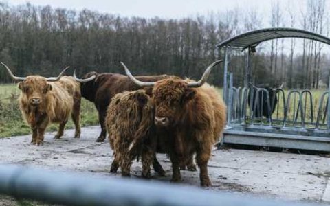 优良西瓜新品种 新优十六号西瓜