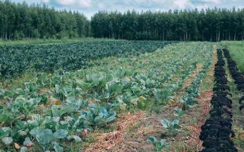 什么样的大麦茶好