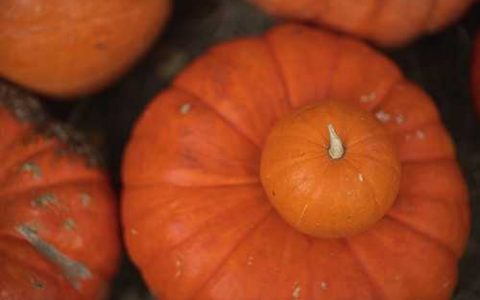 佳美2号辣椒品种好不好