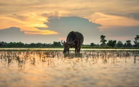 传祺1号西瓜品种好不好
